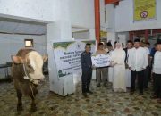 Wali Kota Kendari Serahkan Sapi Kurban Presiden Prabowo Seberat 873 Kg untuk Warga Punggolaka