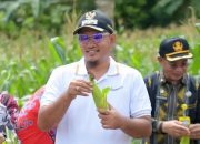 Serentak Panen Jagung Nasional, Wakil Wali Kota Kendari Pimpin Panen Raya di Andonohu
